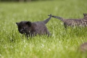 kitty on grass photo