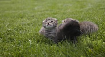 kitty on grass photo