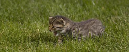 kitty on grass photo