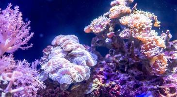 Coral reef in aquarium photo