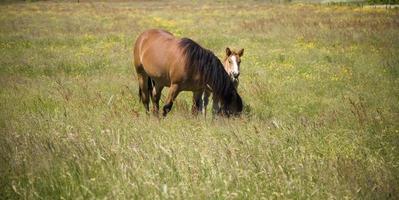 mare and foal in the meadow photo