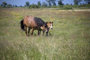 mare and foal in the meadow photo