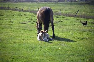 mare and foal in the meadow photo
