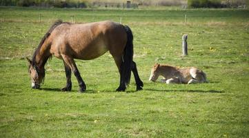 mare and foal in the meadow photo