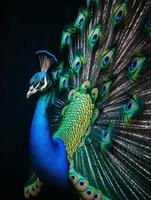 Detailed portrait of a beautiful peacock, generative ai photo