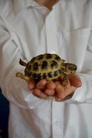 chico en el blanco camisa es participación en el manos de un pequeño Tortuga foto