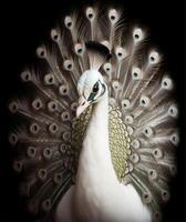 detalle retrato de hermosa blanco pavo real, generativo ai foto