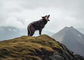 Scenic portrait of wolf roaring over mountain, photo