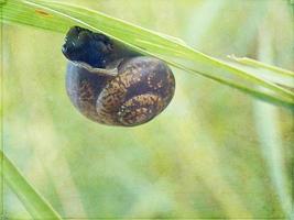 l little snail hidden in a colorful shell sleeping on the grass in a summer meadow photo