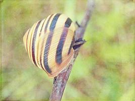 l little snail hidden in a colorful shell sleeping on the grass in a summer meadow photo