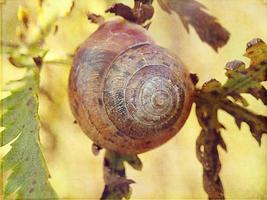 l pequeño caracol oculto en un vistoso cáscara dormido en el césped en un verano prado foto