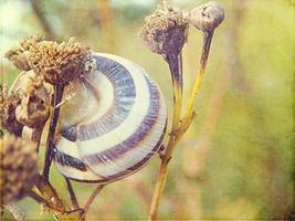 l little snail hidden in a colorful shell sleeping on the grass in a summer meadow photo