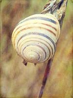 l little snail hidden in a colorful shell sleeping on the grass in a summer meadow photo