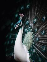 Detail portrait of beautiful white peacock, photo