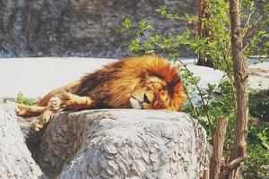 A male lion resting on a large stone in the rays of a  sun photo