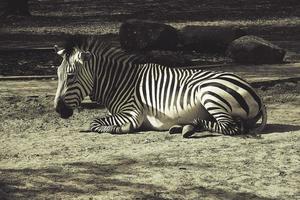 lying on the grass a white and black zebra in the summer  sun photo