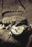 two beautiful lizards lying on top of each other photo