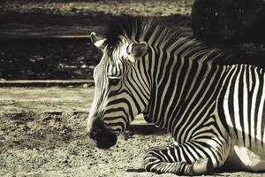 lying on the grass a white and black zebra in the summer  sun photo