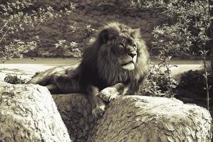 un masculino león descansando en un grande Roca en el rayos de un Dom foto