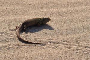 little brown lizard basking on the cold sand on the beach photo