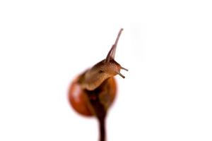 snail on thp photo