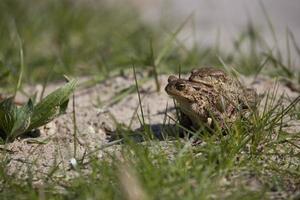 dos ranas durante el primavera festividades entre el verde césped foto