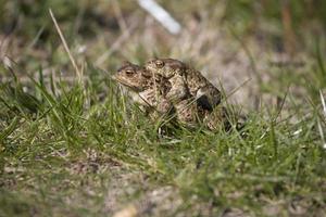 dos ranas durante el primavera festividades entre el verde césped foto