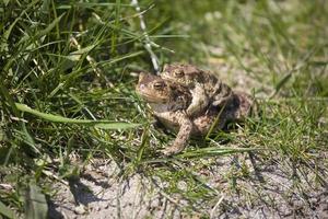 dos ranas durante el primavera festividades entre el verde césped foto