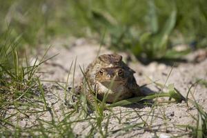 dos ranas durante el primavera festividades entre el verde césped foto