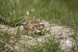 two frogs during the spring festivities among the green grass photo