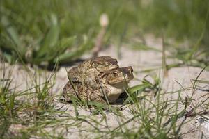 dos ranas durante el primavera festividades entre el verde césped foto