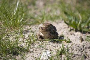 two frogs during the spring festivities among the green grass photo