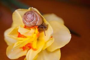 a small snail wandering around yellow daffodils photo