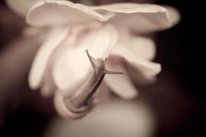 a small snail wandering around yellow daffodils photo