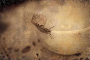 un pequeño caracol errante en un blanco taza foto