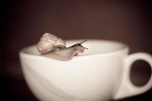 a small snail wandering on a whitee cup photo