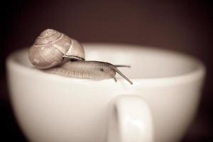 un pequeño caracol errante en un blanco taza foto