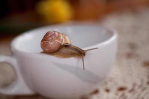 un pequeño caracol errante en un blanco taza foto