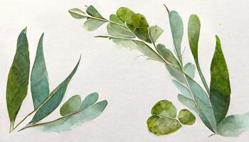 Wonderful Eucalyptus leaves border, Watercolor illustration isolated on white, Greenery clipart for wedding. photo