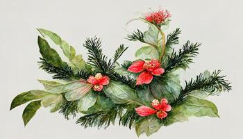 Watercolor poinsettia and cotton flowers. photo