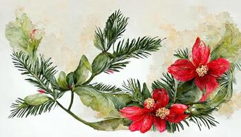 Watercolor poinsettia and cotton flowers. photo