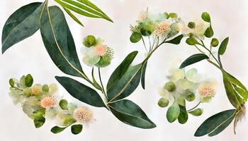 Watercolor eucalyptus flower arrangement, Greenery branches and jasmine flowers clipart. photo