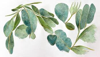 Wonderful Eucalyptus leaves border, Watercolor illustration isolated on white, Greenery clipart for wedding. photo