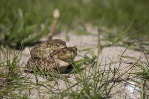 dos ranas durante el primavera festividades entre el verde césped foto