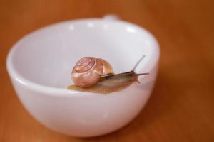 un pequeño caracol errante en un blanco taza foto