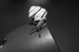 a small snail wandering on a dark blue cup photo