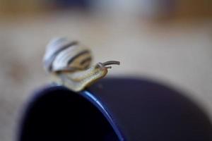 a small snail wandering on a dark blue cup photo