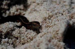 little agile lizard basking in the spring sun on the clear warm sand of the beach photo