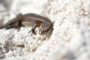 little agile lizard basking in the spring sun on the clear warm sand of the beach photo