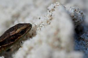 little agile lizard basking in the spring sun on the clear warm sand of the beach photo